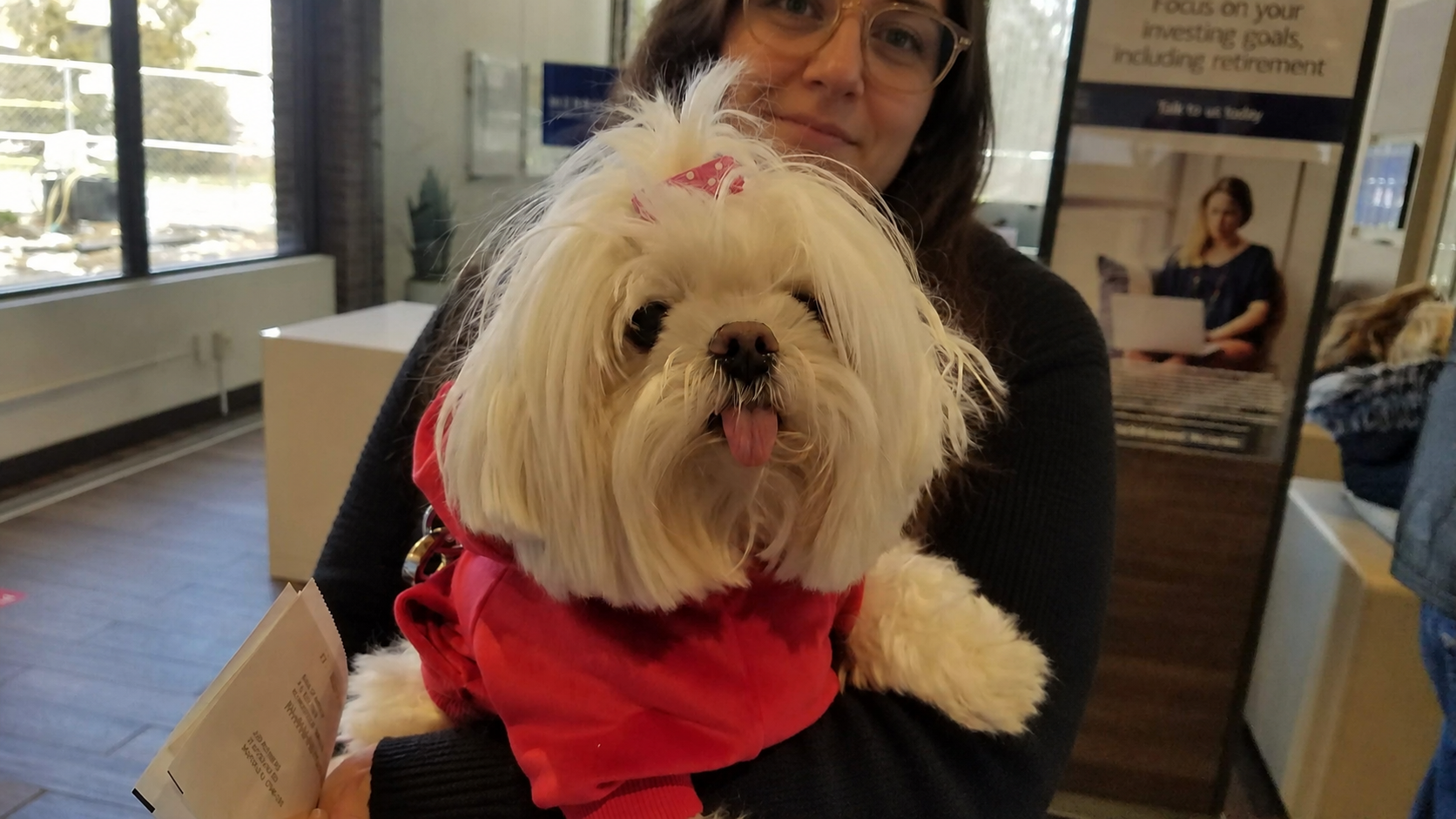 Scout, a Shih Tzu