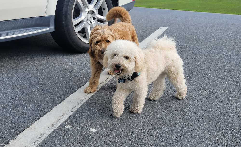 Simba, a Bichon Poo