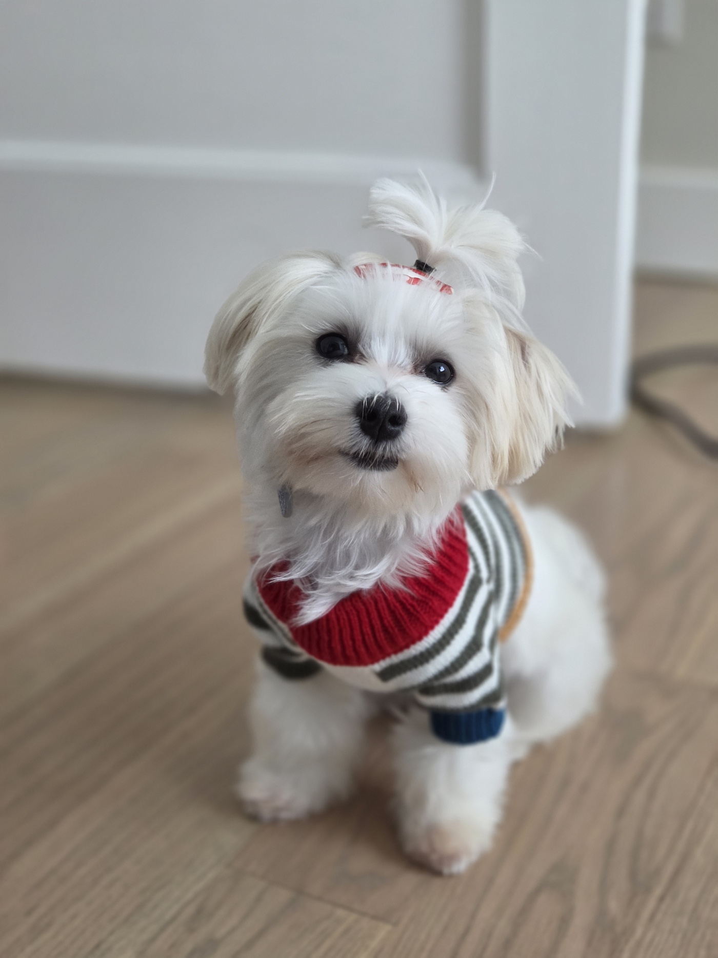 Stewie, a Maltese