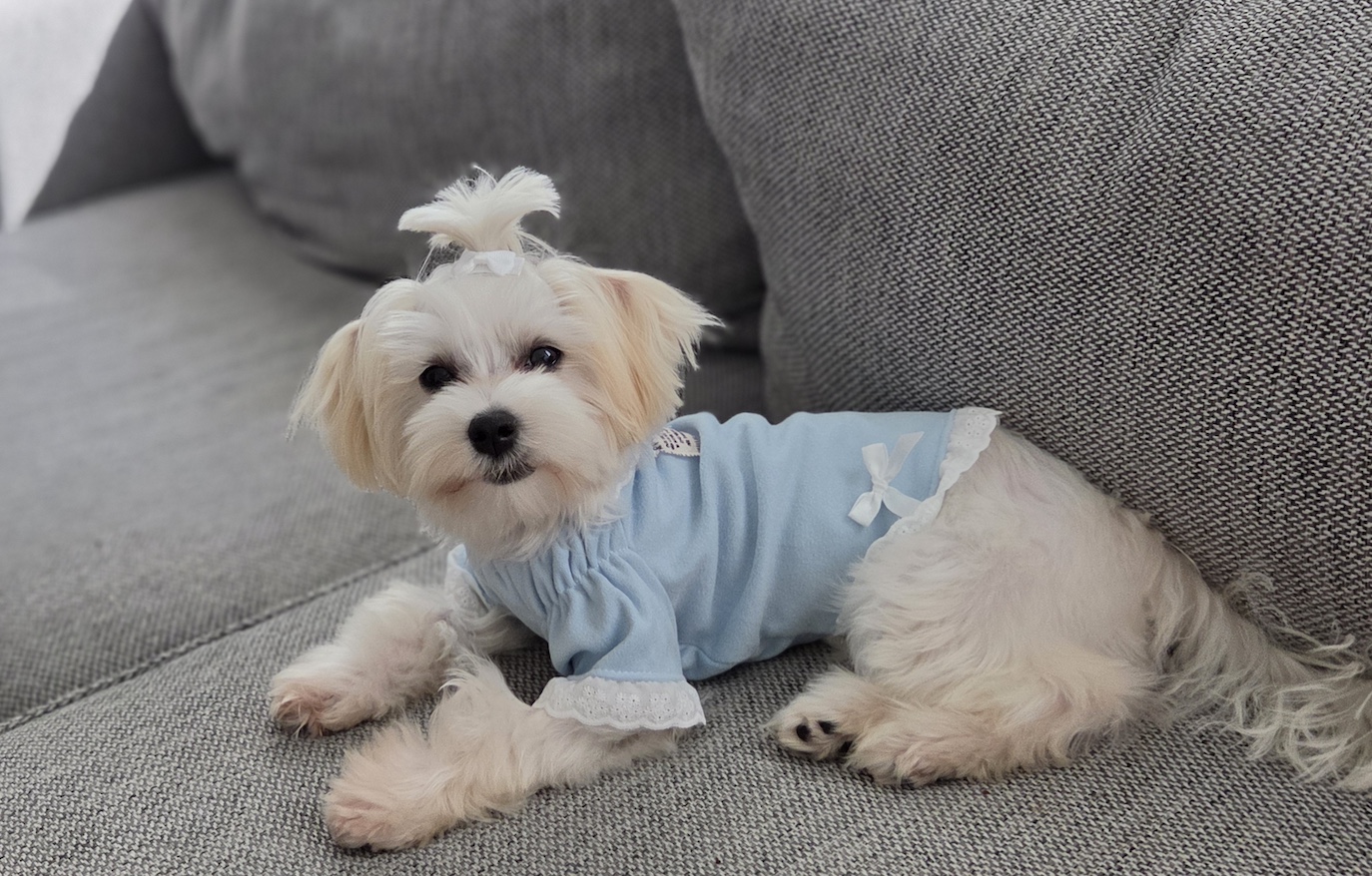Stewie, a Maltese — photo 2
